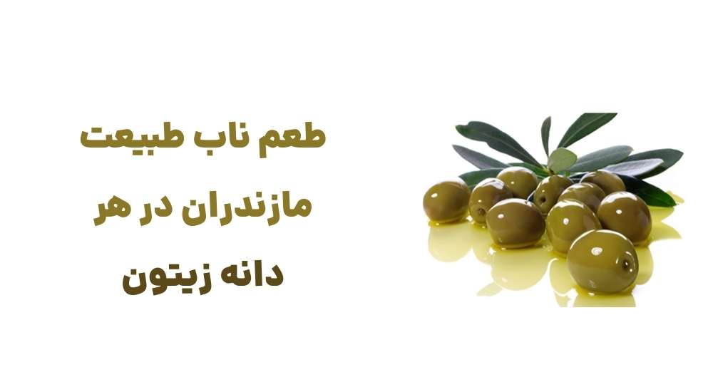 طعم ناب طبیعت مازندران در هر دانه زیتون