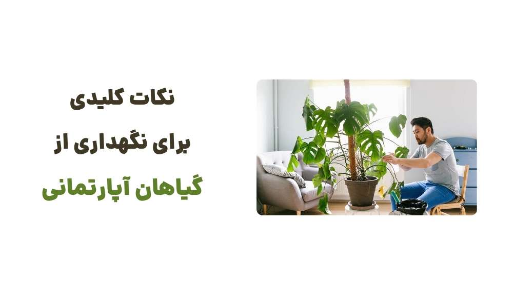 نکات کلیدی برای نگهداری از گیاهان آپارتمانی